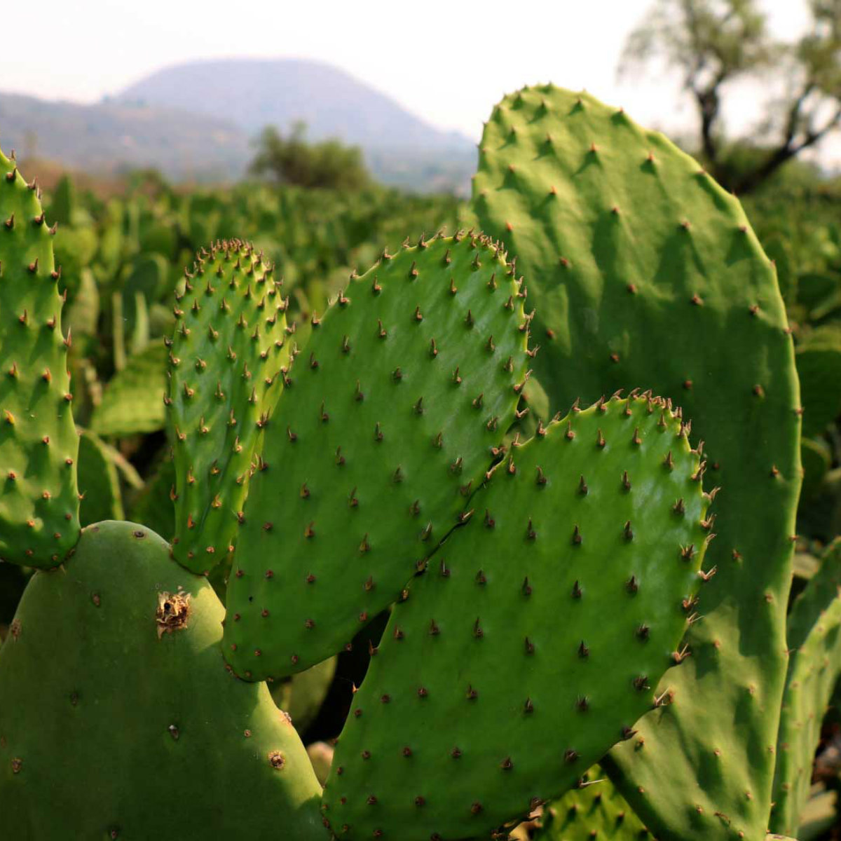 México abre la primera planta distribuidora de gasolina hecha a base de nopal