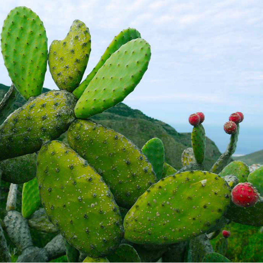 Inventos hechos con nopal que no creerías que existen