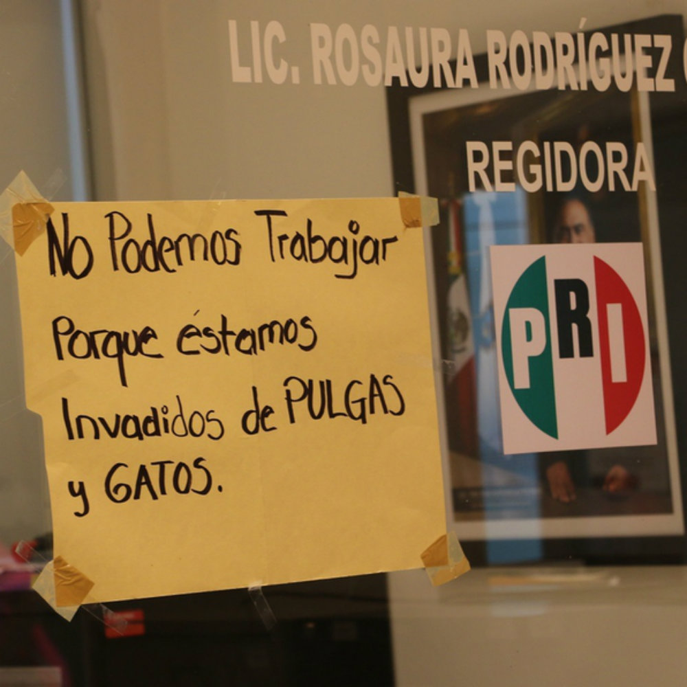 Priistas hacen paro laboral por invasión de pulgas, gatos y ratas en sus oficinas