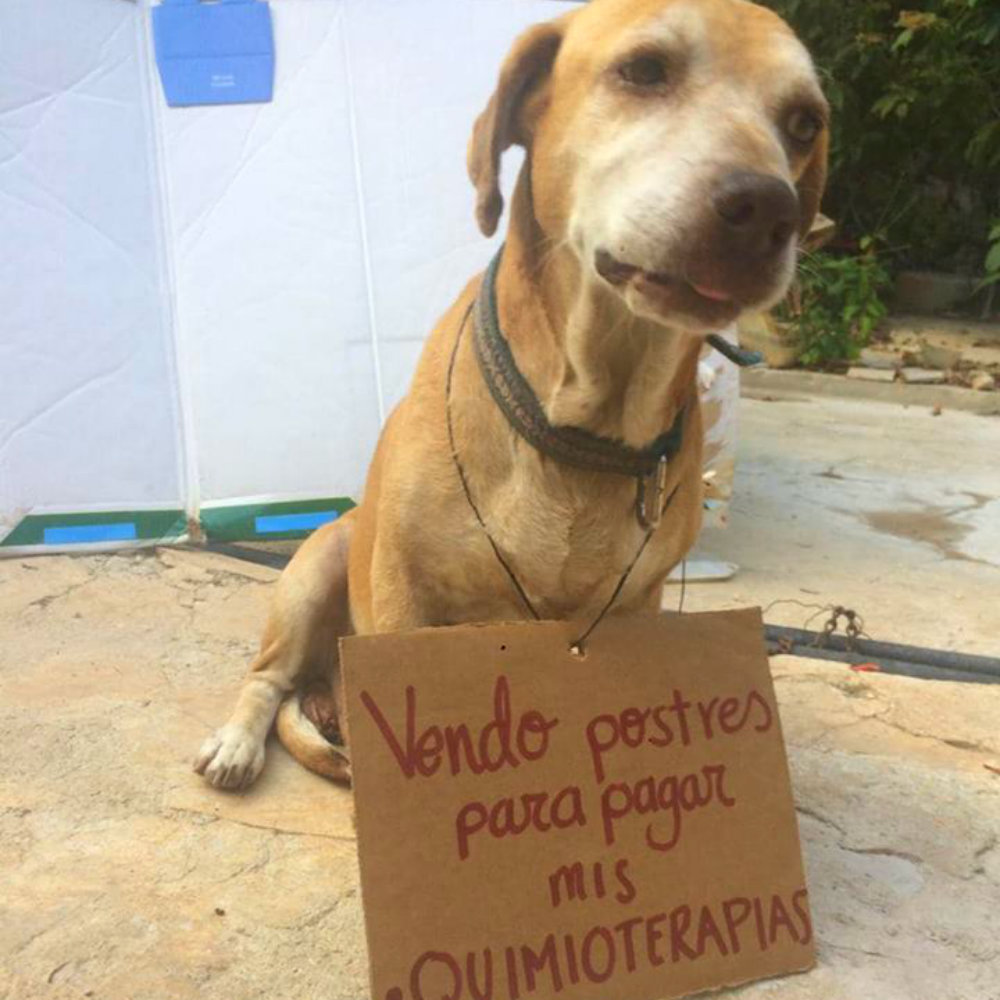 Perrito vende postres para pagar su tratamiento contra el cáncer
