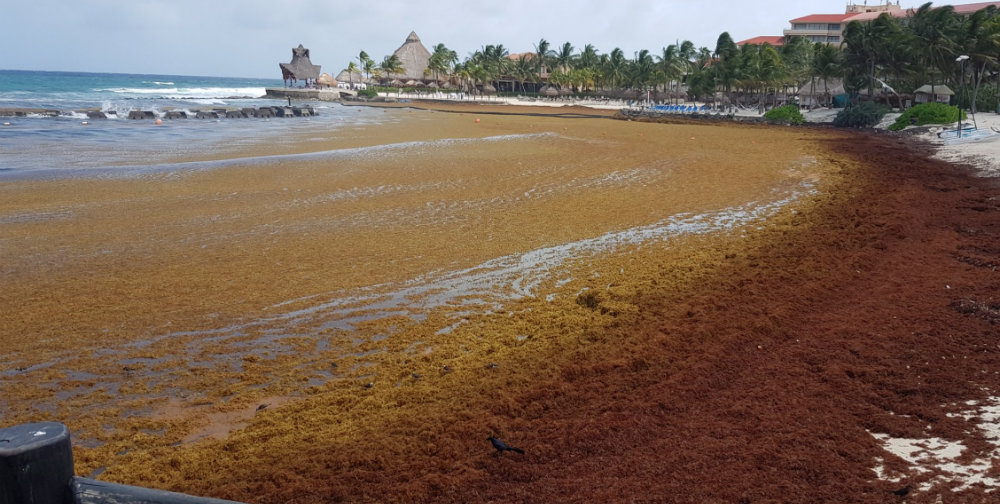 Mexicanos crean método para acabar con el sargazo que saldría más barato