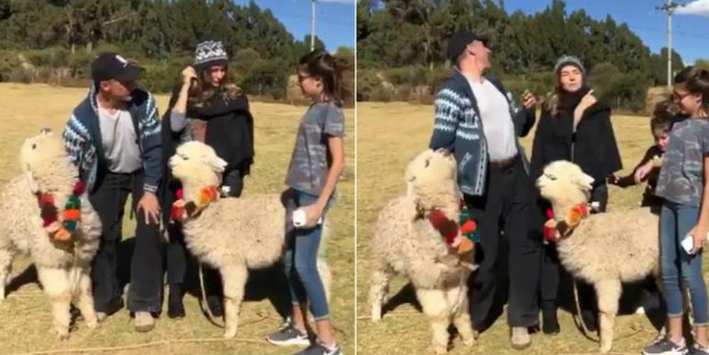 Alpaca le escupe al diputado Sergio Mayer cuando intentaba tomarse una foto