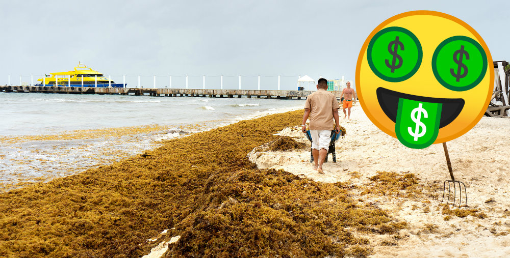 Mientras unos padecen por el sargazo, otros venden el kilo en 900 pesos